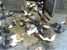 Picture 002