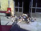 Picture 004