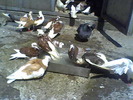 Picture 006