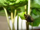 BOABA DE CAFEA ,INCA NU S-A DESPRINS DE LASTAR