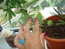 BOBOCI DE PASSIFLORA
