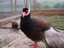 Brown Eared pheasant