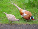 Chinese ring-necked pheasants