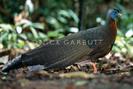 Crested Argus pheasant