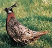 koklass pheasant