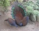 Mountain Peacock-pheasants
