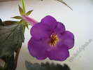 Achimenes New Fantasy 4