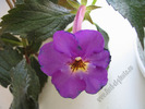 Achimenes New Fantasy 5