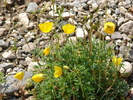 adonis vernalis