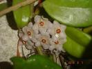 Hoya carnosa