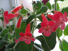 Kohleria Smaprickig rodvit 7