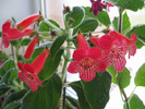 Kohleria Smaprickig rodvit 8