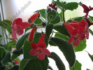 Kohleria Smaprickig rodvit 9
