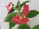 Kohleria Sunna 2