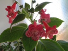 Kohleria Sunna 4