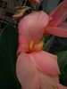 cana roz