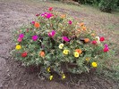 flori de piatra in jardiniera