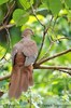columb-phasian-brune-pi