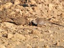 columb-tourt-masquee-pair-pg