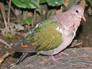 Dove, Emerald Joyce Mar