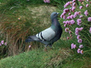 dove, rock 06-02b SCOT
