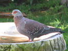 Speckled_Pigeon