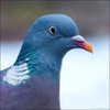 Pigeon_Portrait_by_keldbach