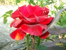 SANY3366