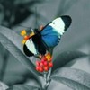 wallpaper_insecte_fluture-pe-floare-150x150