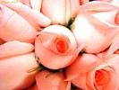 trandafiri_1227830348