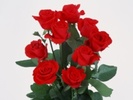 trandafiri_rosii-t2