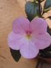 Peach Blossom