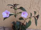 Peach  Blossom
