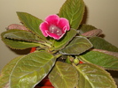 Gloxinia rosu