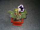 Gloxinia mov