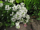 Alyssum Carpet of Snow 8 aug 2010