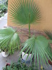 Washingtonia filifera