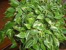 flori 2010 012