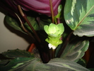 flori 2010 003
