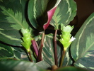 flori 2010 004