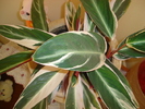 flori 2010 006