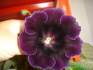 flori 2010 008