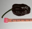 chocolate habanero