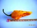 fatalii