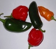 champion, jalapeno, orange habanero