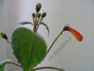 Achimenes pedunculata 1