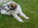 cora 03.06.2010 033