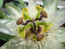 PASSIFLORA