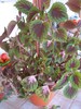 urzicuta