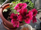 muscata